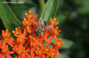 23rd Aug 2013 - Bumblebee and Butterfly Weed