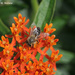 Bumblebee and Butterfly Weed by falcon11