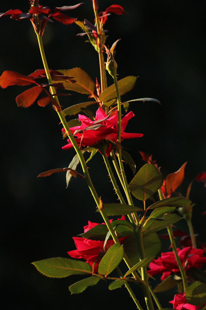 Roses Before Dusk by milaniet