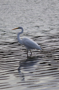 22nd Aug 2013 - Great Egret