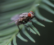 23rd Aug 2013 - Fly in the Tree
