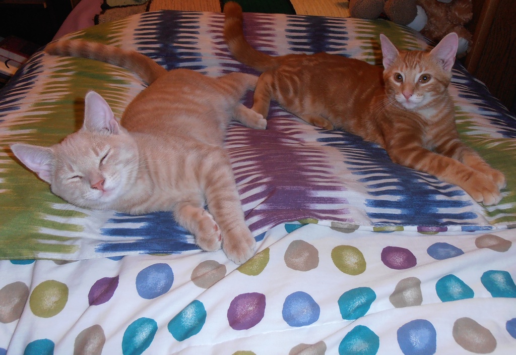 Cats on a Colorful Comforter by julie