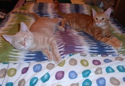 23rd Aug 2013 - Cats on a Colorful Comforter