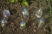 21st Aug 2013 - Growing bottles
