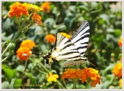 24th Aug 2013 - Scarce Swallowtail Butterfly