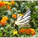Scarce Swallowtail Butterfly by carolmw