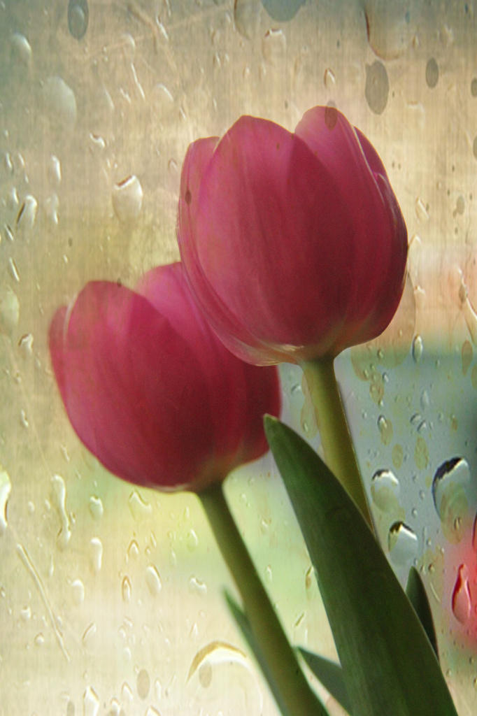 Tulips by rustymonkey