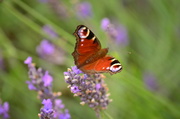25th Aug 2013 - Peacock Butterfly and Lavender