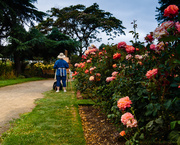 24th Aug 2013 - Painter In the Rose Garden 