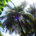 Palm trees by mattjcuk