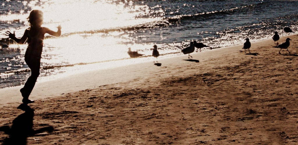seagulls by edie