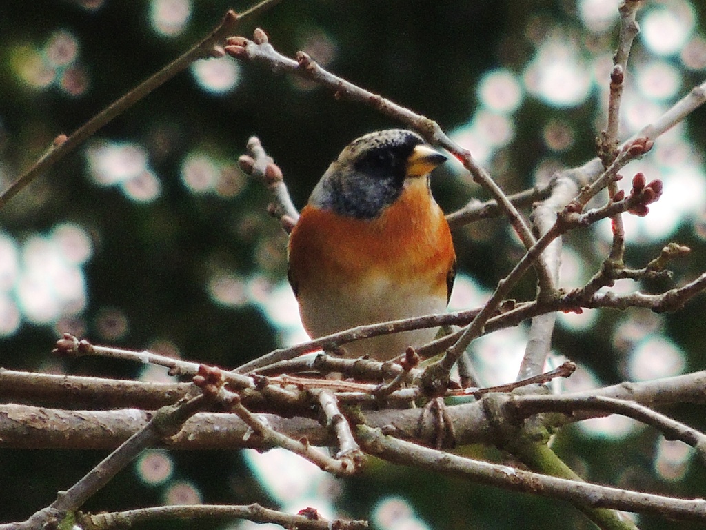 Is this a redstart? by rosiekind