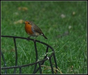 24th Aug 2013 - Mr Robin is back