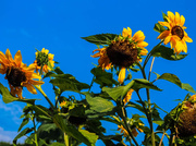 24th Aug 2013 - August Sunflowers