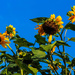 August Sunflowers by tosee