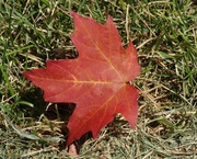 24th Aug 2013 - Day 81 Red Maple Leaf