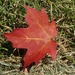 Day 81 Red Maple Leaf by rminer