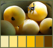 24th Aug 2013 - Sunlight On Yellow Tomatoes Color Palette!