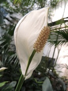 23rd Aug 2013 - Peace Lily - Spathiphyllum