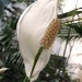 Peace Lily - Spathiphyllum by bizziebeeme