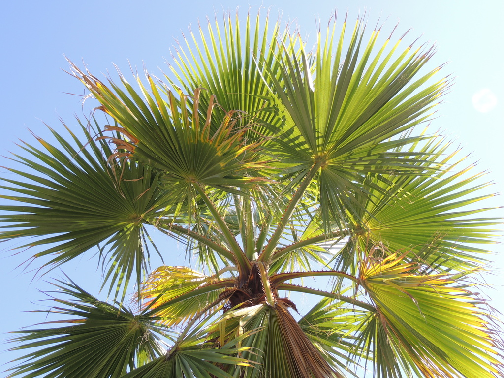 Palm tree by bizziebeeme