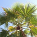 Palm tree by bizziebeeme