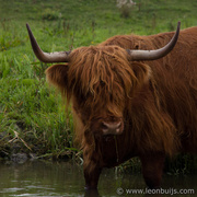 24th Aug 2013 - Highland Cattle