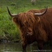 Highland Cattle by leonbuys83