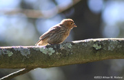 24th Aug 2013 - Perched Purple Finch