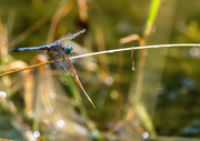 24th Aug 2013 - Resting Dragon Fly