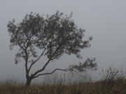 24th Aug 2013 - Fog