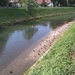 Ducks by nami