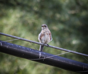 24th Aug 2013 - Bird on Wire