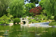 24th Aug 2013 - Japanese Gardens