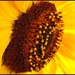 Sunny Seeds by olivetreeann
