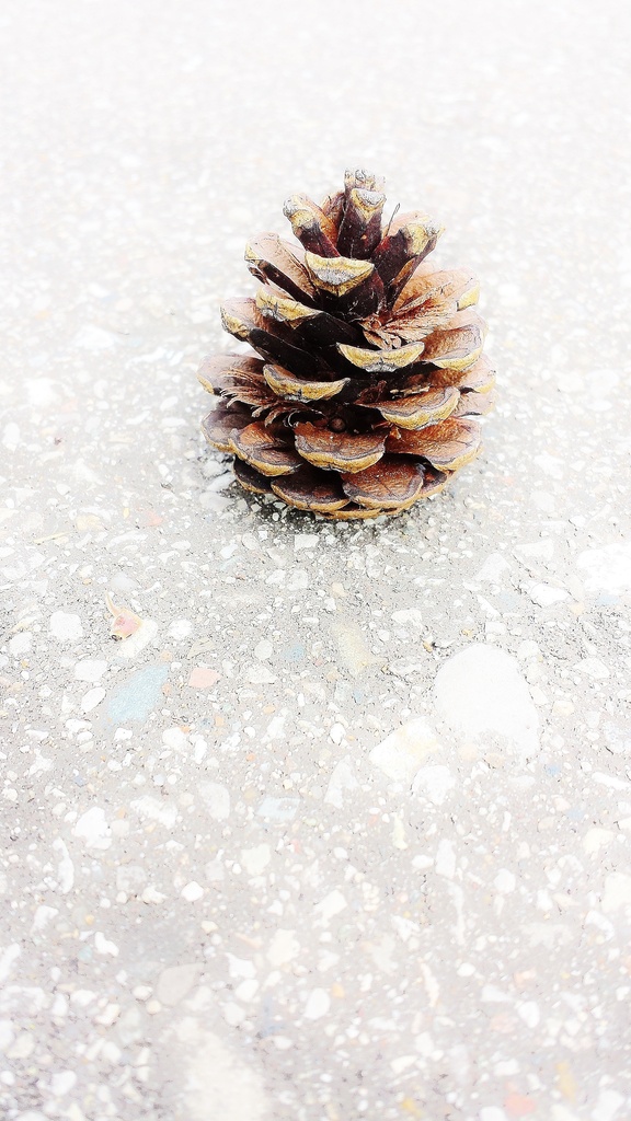 Snow cone by edorreandresen