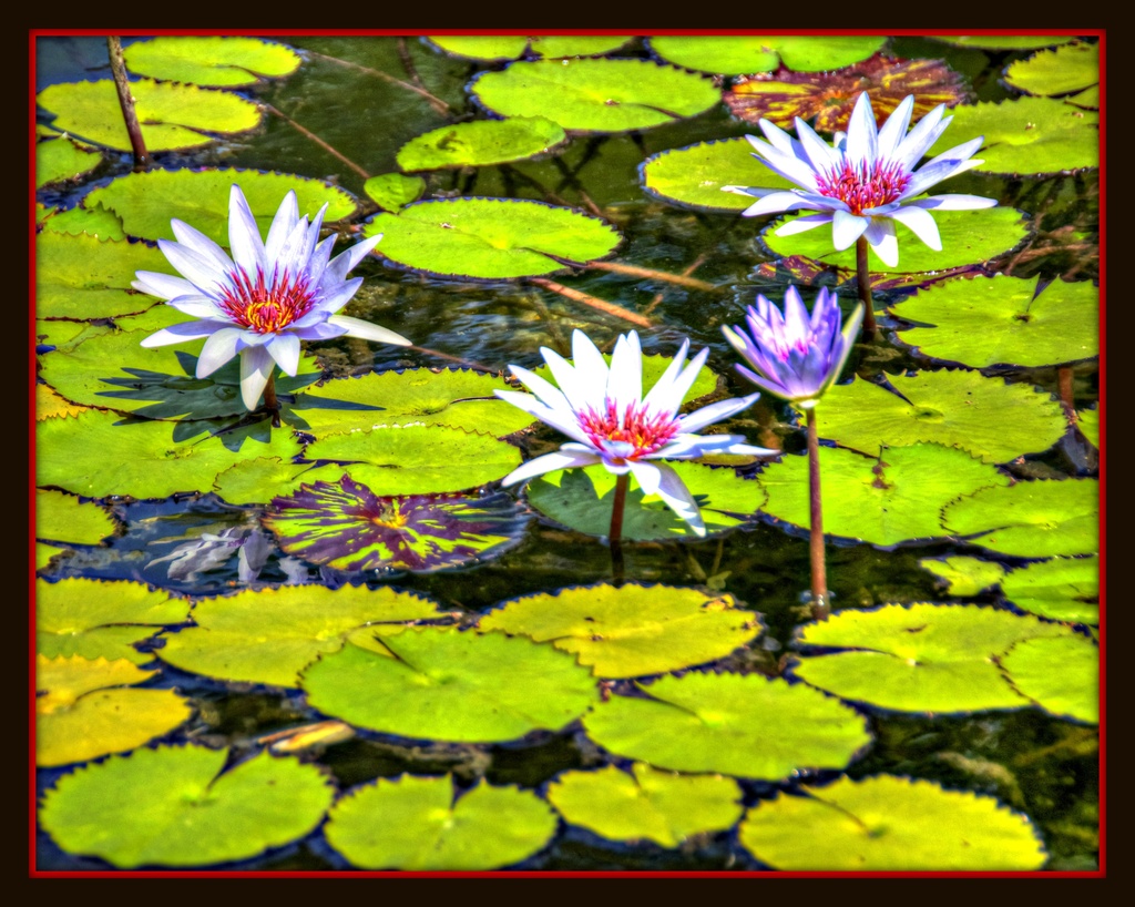 Lotus Blossoms  by joysfocus