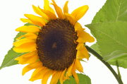 24th Aug 2013 - Sunflower