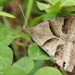 “Forage Looper Moth” by rhoing