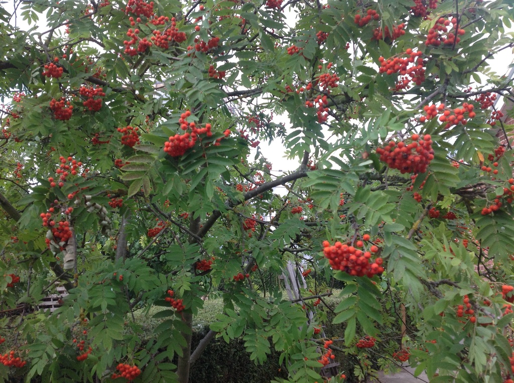 Rowan tree in our garden by foxes37