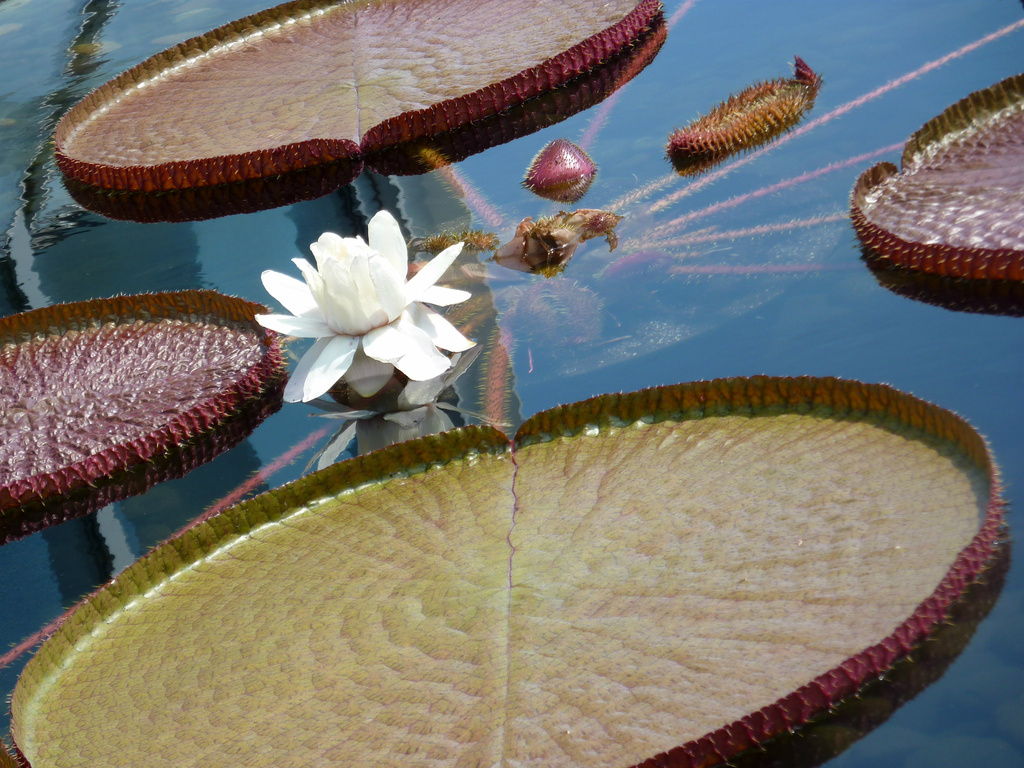 Victoria Water Lily by denisedaly