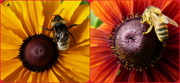 24th Aug 2013 - diptych of bees