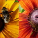 diptych of bees by quietpurplehaze