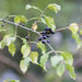 Fall Berries 1 by gardencat
