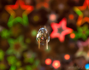 24th Aug 2013 - water drop