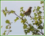 25th Aug 2013 - I think this is a whitethroat