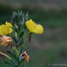 Redsepal Evening Primrose by leonbuys83