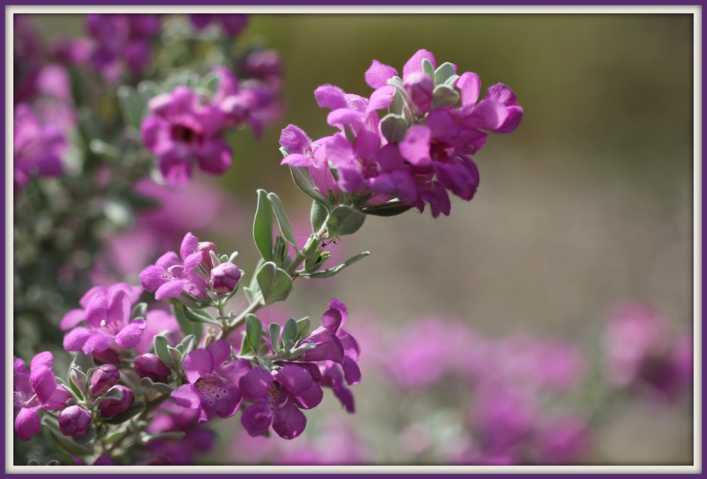Purple Flower by jamibann