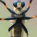 Strange Bug - not for the faint hearted ;) by tara11