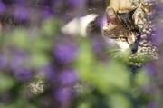 25th Aug 2013 - Benny the Barn Cat 2